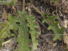 Verbascum tripolitanum