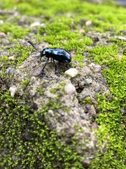 Platycorynus peregrinus