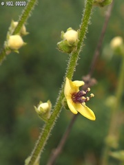 Verbascum tripolitanum