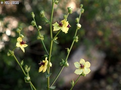 Verbascum tripolitanum