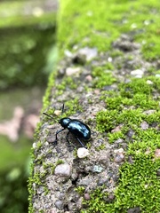 Platycorynus peregrinus