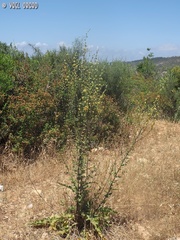 Verbascum tripolitanum