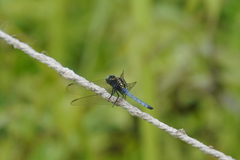 Orthetrum luzonicum