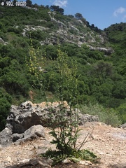 Verbascum tripolitanum