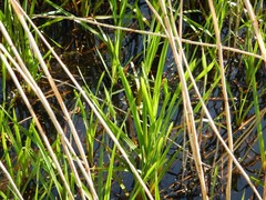 Sparganium erectum