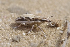 Asproparthenis rufotibialis