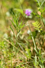 Lathyrus filiformis