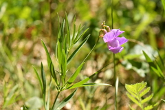 Lathyrus filiformis