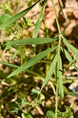 Lathyrus filiformis