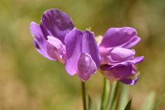 Lathyrus filiformis