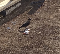 Corvus cornix