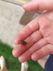 Amphimallon assimile