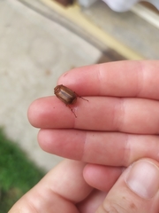 Amphimallon assimile