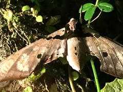 Adhemarius gannascus