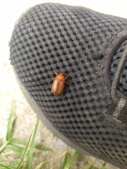 Amphimallon assimile