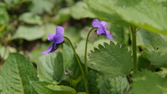 Viola kamtschadalorum