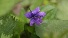 Viola kamtschadalorum