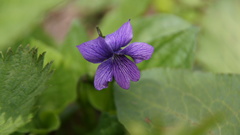 Viola kamtschadalorum
