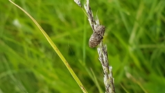 Agrypnus murinus