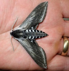 Sphinx perelegans