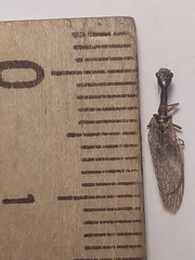 Xanthostigma xanthostigma