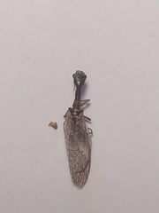Xanthostigma xanthostigma