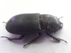 Dorcus parallelipipedus