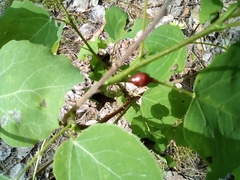Cecidomyiini