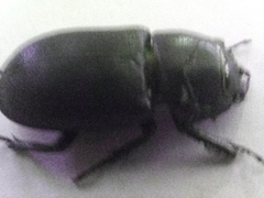 Dorcus parallelipipedus