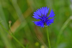 Centaurea cyanus