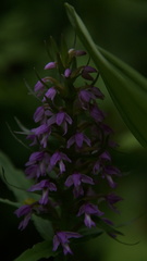 Galearis camtschatica