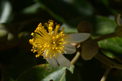 Grewia glandulosa