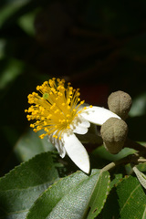 Grewia glandulosa