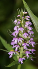 Galearis camtschatica