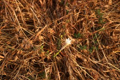 Ipomoea diversifolia