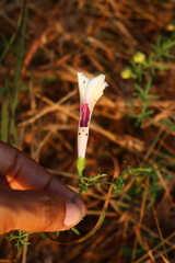 Ipomoea diversifolia