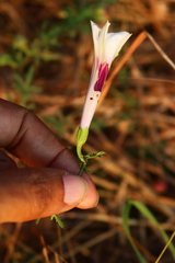 Ipomoea diversifolia