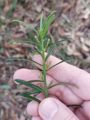 Philotheca myoporoides