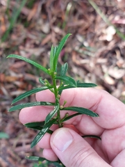 Philotheca myoporoides