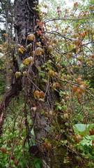 Toxicodendron orientale