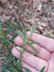 Philotheca myoporoides