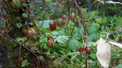 Toxicodendron orientale