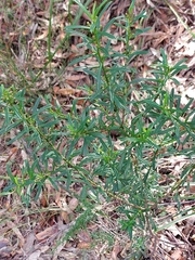 Philotheca myoporoides