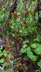 Toxicodendron orientale