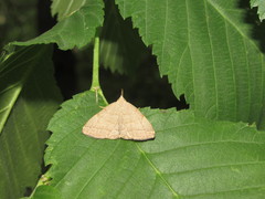 Pechipogo strigilata