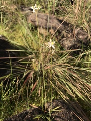 Chlorophytum dianellifolium