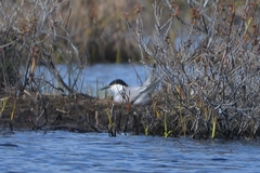 Sterna hirundo longipennis