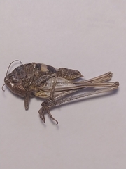 Decticus verrucivorus