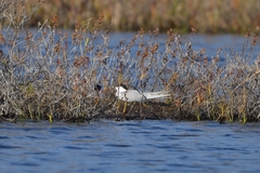 Sterna hirundo longipennis