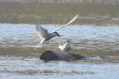 Sterna hirundo longipennis